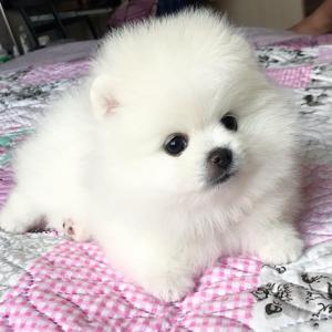 Male and Female pomerianian puppy