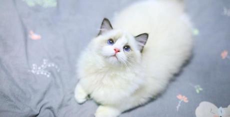 Ragdoll kittens