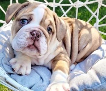 Strong English Bulldog puppies for sale