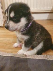 Siberian Husky Puppies