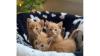 Maine Coon Kittens