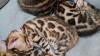 Stunning Bengal Kittens