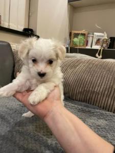 Maltese Puppies Available
