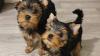 Lovely Yorkie puppies available for adoption