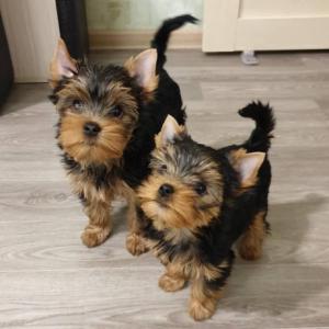 Lovely Yorkie puppies available for adoption