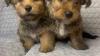 Yorkie Puppies Available