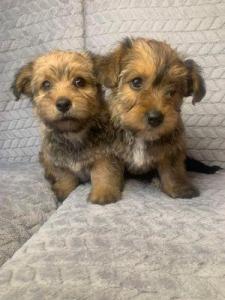 Yorkie Puppies Available