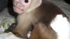Marvelous Capuchin Monkeys for Sale