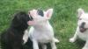 Our beautiful bulldog French puppies 1 girls and 1 boy.