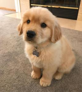 Golden retriever male puppy
