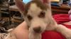 Siberian Husky Puppies Available