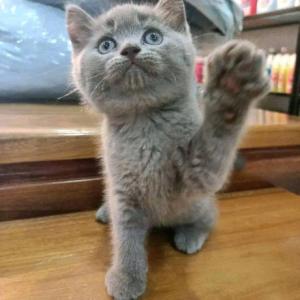 brittish shorthaire kittesn