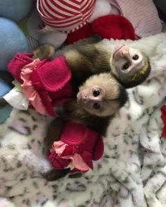 Lovely Capuchin Monkeys for Sale