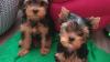 Lovely Yorkie puppies available for adoption