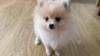 Pomeranian Puppies Available