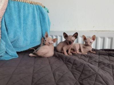 sphynx kitten available for adoption