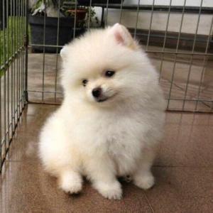 Pomeranian puppies