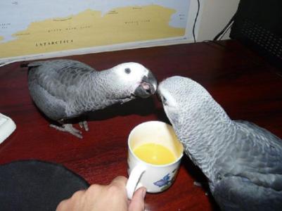 Cute African Grey Parrots for Adoption
