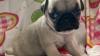 Pug Puppies Available