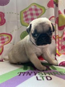 Pug Puppies Available
