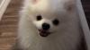 Adorable Pomeranian pup for adoption