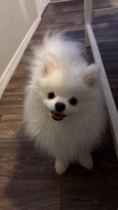 Adorable Pomeranian pup for adoption