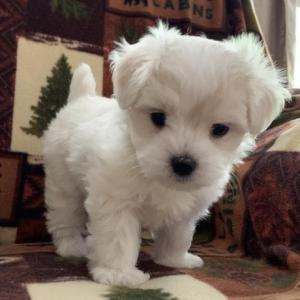 Male and female Maltese puppy for sale