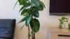Plant with stainless pot, cheap clean AED400