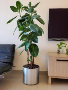 Plant with stainless pot, cheap clean AED400