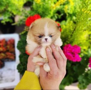 Awesome Teacup Pomeranian puppies Available